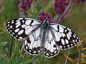 Spanish Marbled White - Melanargia ines © John Muddeman